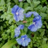 Blue Daze Live Plant – 3-6" Tall – Hardy Groundcover with Blue Blooms – Outdoor - Image 1