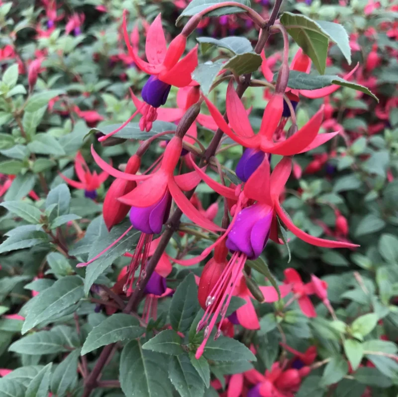 Blue Eyed Fuchsia Live Plant – 5" Pot – 10-14" Shrub – Multicolor Blooms - Image 2