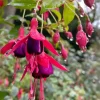 Blue Eyed Fuchsia Live Plant – 5" Pot – 10-14" Shrub – Multicolor Blooms - Image 1
