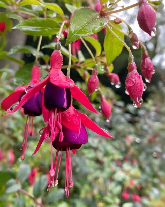 Blue Eyed Fuchsia Live Plant – 5" Pot – 10-14" Shrub – Multicolor Blooms - Image 1