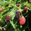 Boysenberry Live Plant - Hardy Fruit Bush, 4-6 Inches Tall, Outdoor - Image 1