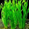 Bundle of 3 Corkscrew Willow Cuttings – Live Ornamental Twisting Plant - Image 1