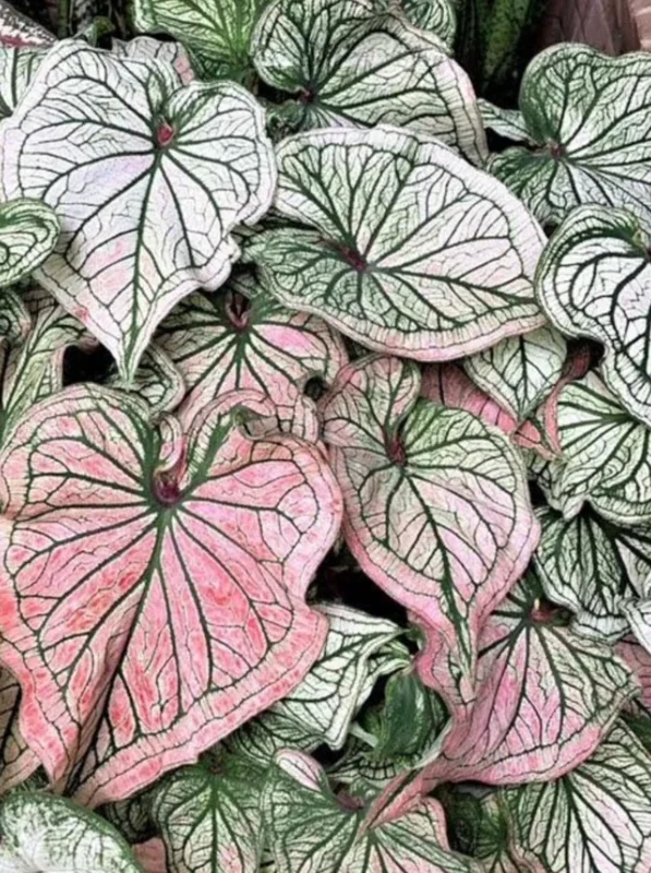 Caladium 'Debutante' Bulbs – 4 Pack, 1 to 1.5 inches – Tropical Foliage Plant - Image 2