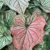 Caladium 'Debutante' Bulbs – 4 Pack, 1 to 1.5 inches – Tropical Foliage Plant - Image 1