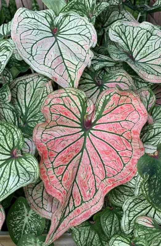 Caladium 'Debutante' Bulbs – 4 Pack, 1 to 1.5 inches – Tropical Foliage Plant - Image 1