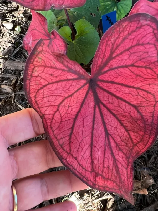 Caladium 'Desert Sunset' Bulbs – Multi-Colored Shade – #2 Size (4 Bulbs, 1-1.5") - Image 2