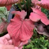 Caladium 'Desert Sunset' Bulbs – Multi-Colored Shade – #2 Size (4 Bulbs, 1-1.5") - Image 1