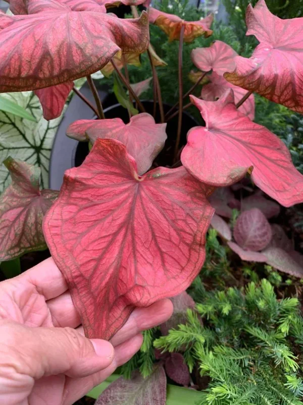 Caladium 'Desert Sunset' Bulbs – Multi-Colored Shade – #2 Size (4 Bulbs, 1-1.5") - Image 1