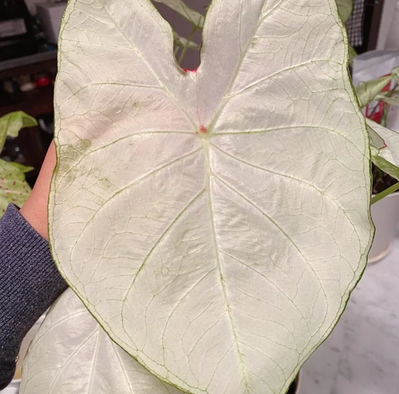 Caladium 'Florida Moonlight' Bulbs – 2 Pack, 1 to 1.5 inches, White Foliage - Image 2