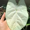 Caladium 'Florida Moonlight' Bulbs – 2 Pack, 1 to 1.5 inches, White Foliage - Image 1