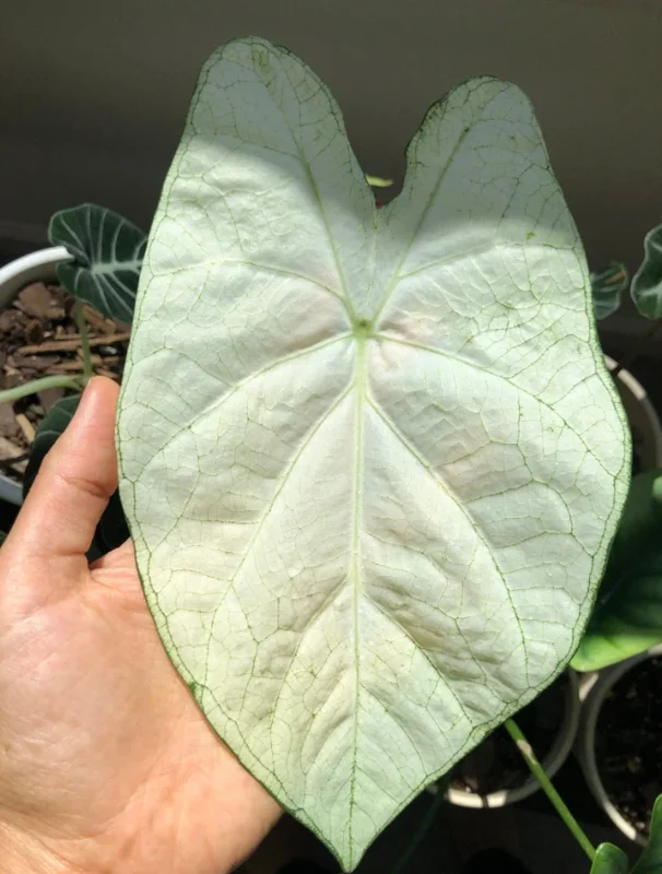 Caladium 'Florida Moonlight' Bulbs – 2 Pack, 1 to 1.5 inches, White Foliage - Image 1
