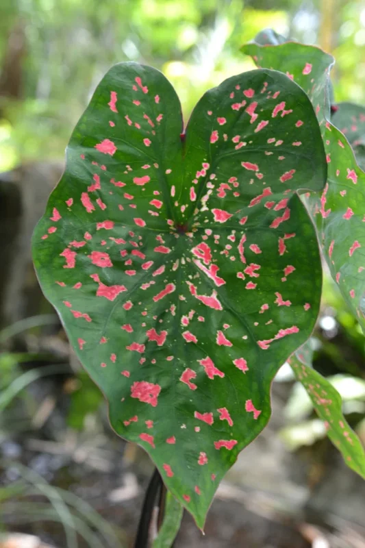 Caladium Freckles Bulbs – 4 Pack, Size #2 Bulbs, 1-1.5" – Bold Foliage - Image 2