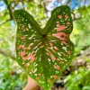 Caladium Freckles Bulbs – 4 Pack, Size #2 Bulbs, 1-1.5" – Bold Foliage - Image 1