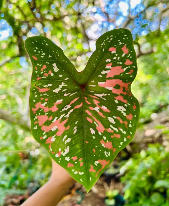 Caladium Freckles Bulbs – 4 Pack, Size #2 Bulbs, 1-1.5" – Bold Foliage - Image 1
