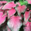Caladium 'Passionista' Bulbs – #2 Size, 16 Count (1-1.5 inches) – Vibrant Foliage - Image 1