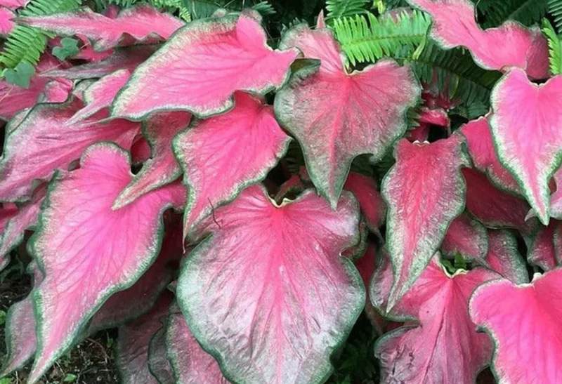 Caladium 'Passionista' Bulbs – #2 Size, 16 Count (1-1.5 inches) – Vibrant Foliage - Image 1