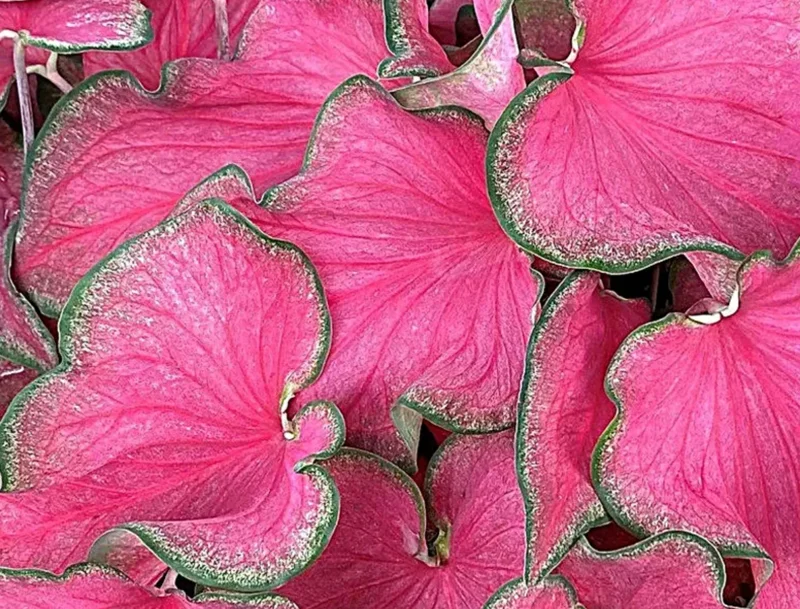 Caladium 'Passionista' Bulbs – #2 Size, 16 Count (1-1.5 inches) – Vibrant Foliage - Image 2