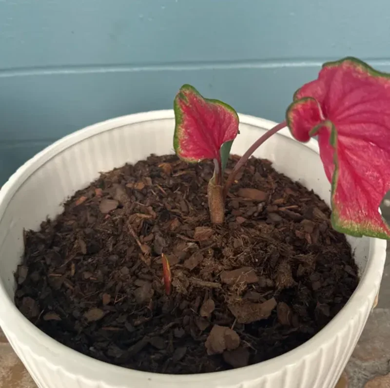 Caladium 'Passionista' Bulbs – #2 Size, 16 Count (1-1.5 inches) – Vibrant Foliage - Image 3
