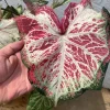 Caladium 'Peppermint' Bulbs – #2 Size (4 Bulbs, 1-1.5") – Vibrant Pink Tropical - Image 1