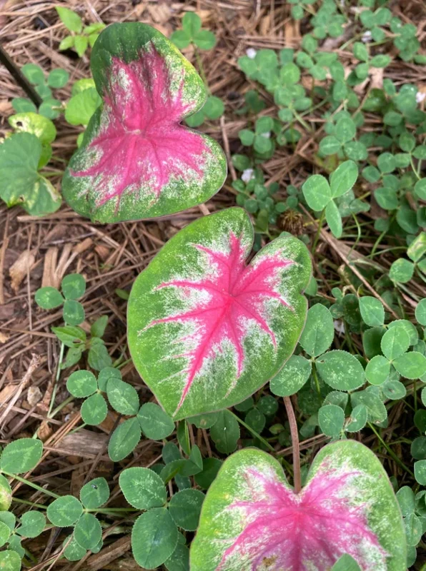 Caladium 'Rosebud' Flower Bulbs – Fancy Pink Leaf – 4 Bulbs, Size #2 (1-1.5") - Image 2