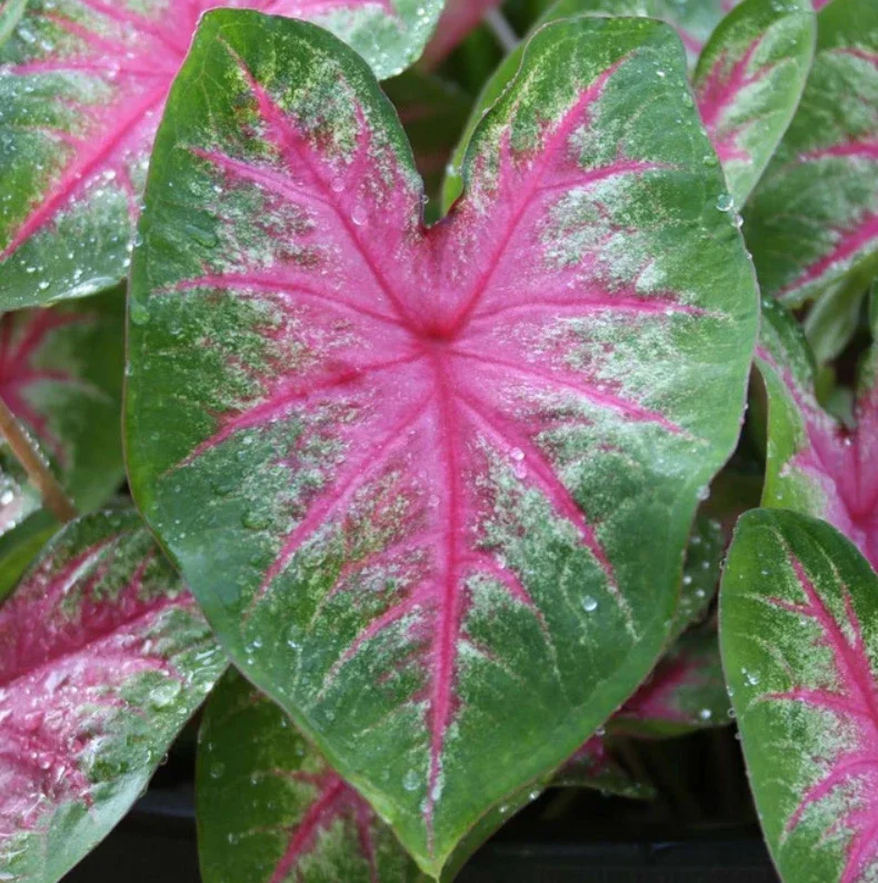 Caladium 'Rosebud' Flower Bulbs – Fancy Pink Leaf – 4 Bulbs, Size #2 (1-1.5") - Image 1