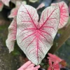 Caladium Southern Charm Bulbs - Size #2, 4 Bulbs (1-1.5") - Sun or Shade - Image 1