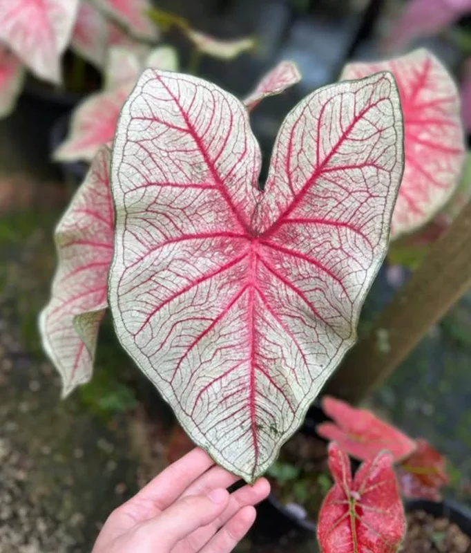 Caladium Southern Charm Bulbs - Size #2, 4 Bulbs (1-1.5") - Sun or Shade - Image 1
