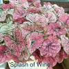Caladium Splash of Wine Bulbs - 4 Pink Shade Foliage Bulbs (1-1.5") - Image 1