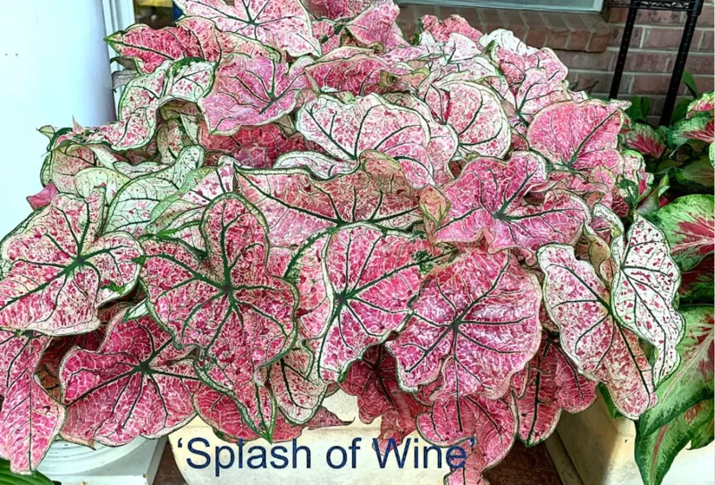 Caladium Splash of Wine Bulbs - 4 Pink Shade Foliage Bulbs (1-1.5") - Image 1