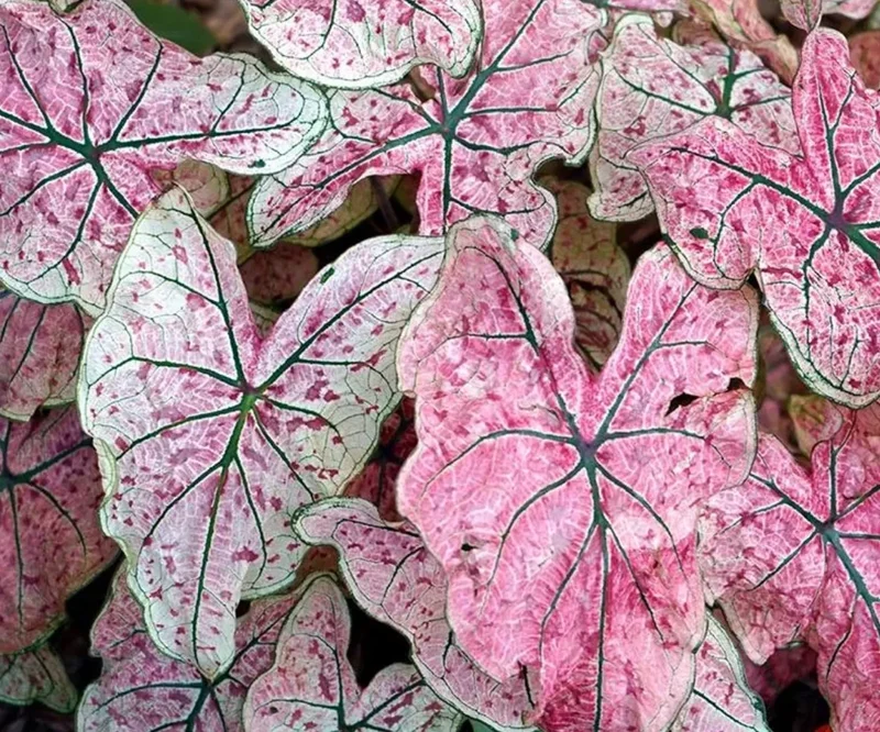 Caladium Splash of Wine Bulbs - 4 Pink Shade Foliage Bulbs (1-1.5") - Image 2