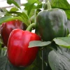 California Wonder Sweet Pepper Live Plant – 1 Pot (2 Plants) – Outdoor Vegetable - Image 1
