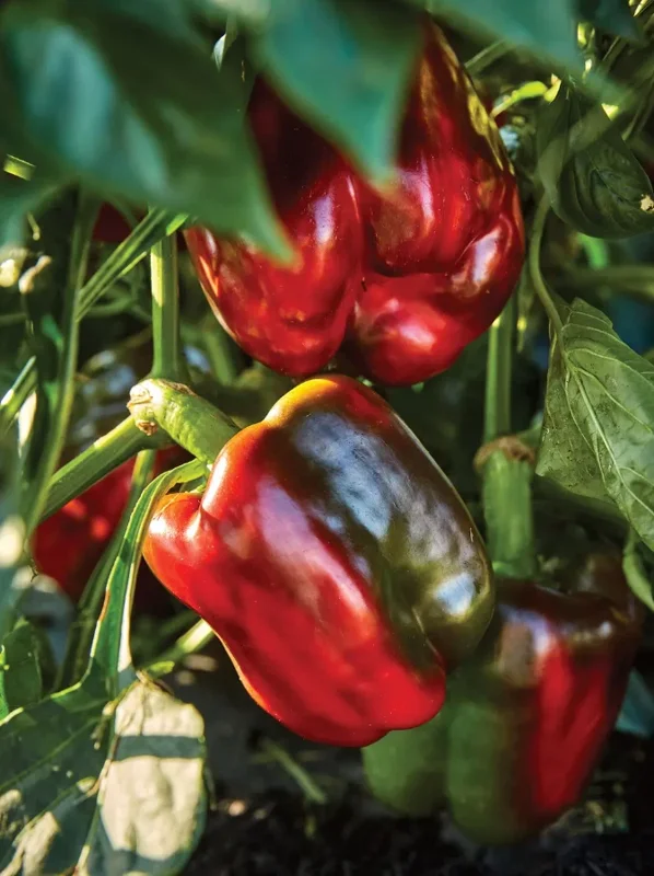 California Wonder Sweet Pepper Live Plant – 1 Pot (2 Plants) – Outdoor Vegetable - Image 2