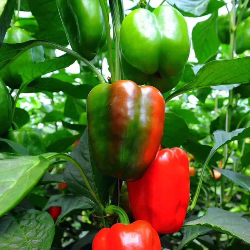 California Wonder Sweet Pepper Live Plant – 1 Pot (2 Plants) – Outdoor Vegetable - Image 3