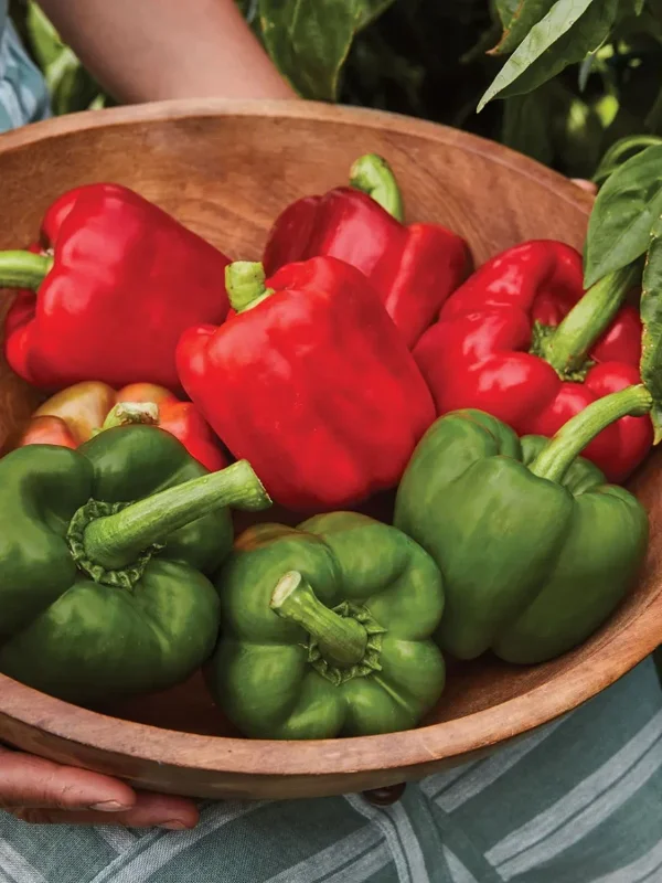California Wonder Sweet Pepper Live Plant – 1 Pot (2 Plants) – Outdoor Vegetable - Image 4