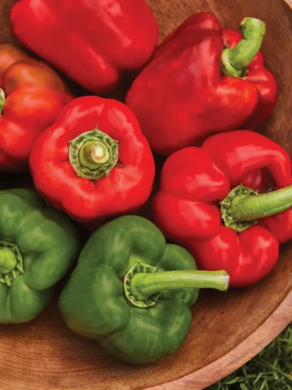 California Wonder Sweet Pepper Live Plant – 1 Pot (2 Plants) – Outdoor Vegetable - Image 5