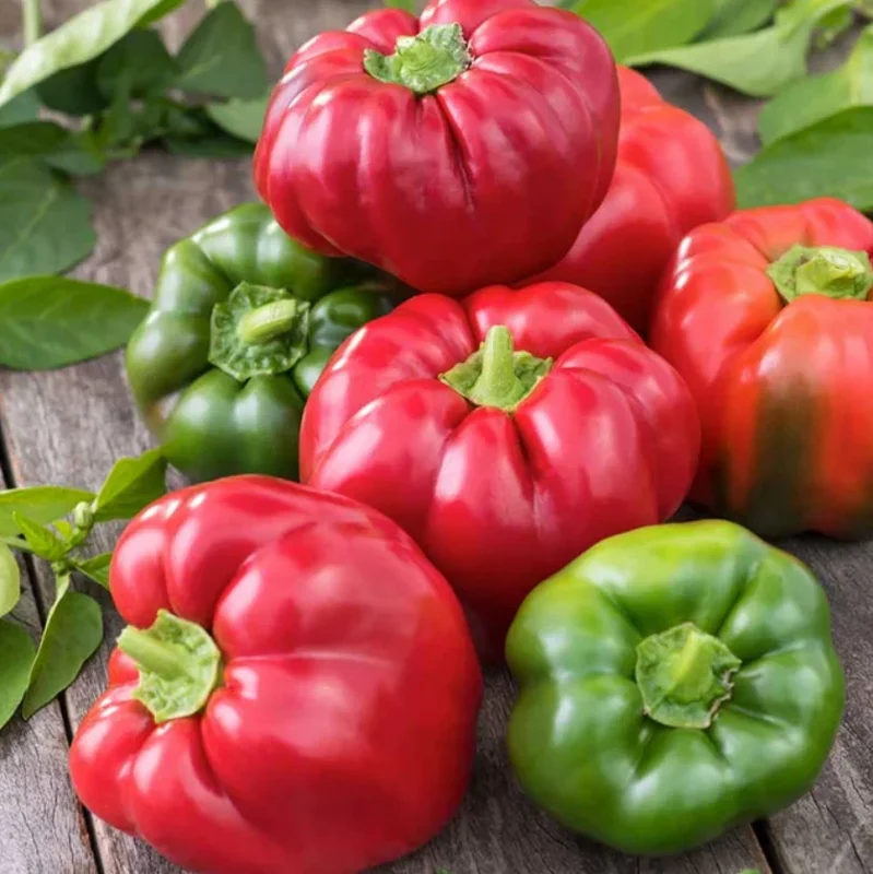 California Wonder Sweet Pepper Live Plant – 1 Pot (2 Plants) – Outdoor Vegetable - Image 6
