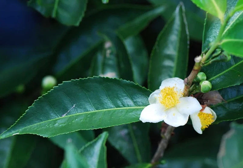 Camellia Sinensis Live Plant, 3-6" Tall, Outdoor Tea Garden Bush - Image 2