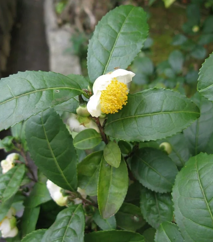 Camellia Sinensis Live Plant, 3-6" Tall, Outdoor Tea Garden Bush - Image 3