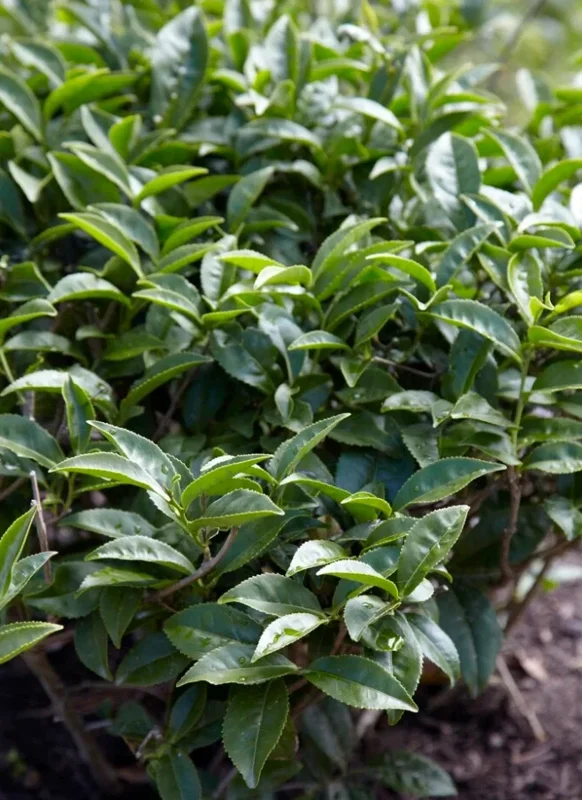 Camellia Sinensis Live Plant, 3-6" Tall, Outdoor Tea Garden Bush - Image 4