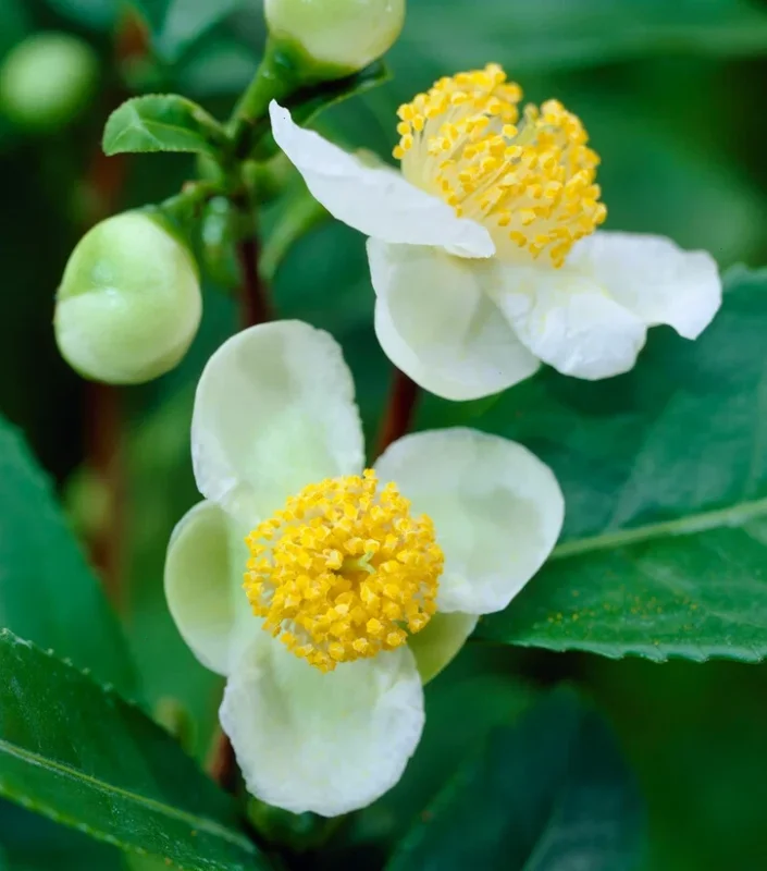 Camellia Sinensis Live Plant, 3-6" Tall, Outdoor Tea Garden Bush - Image 5