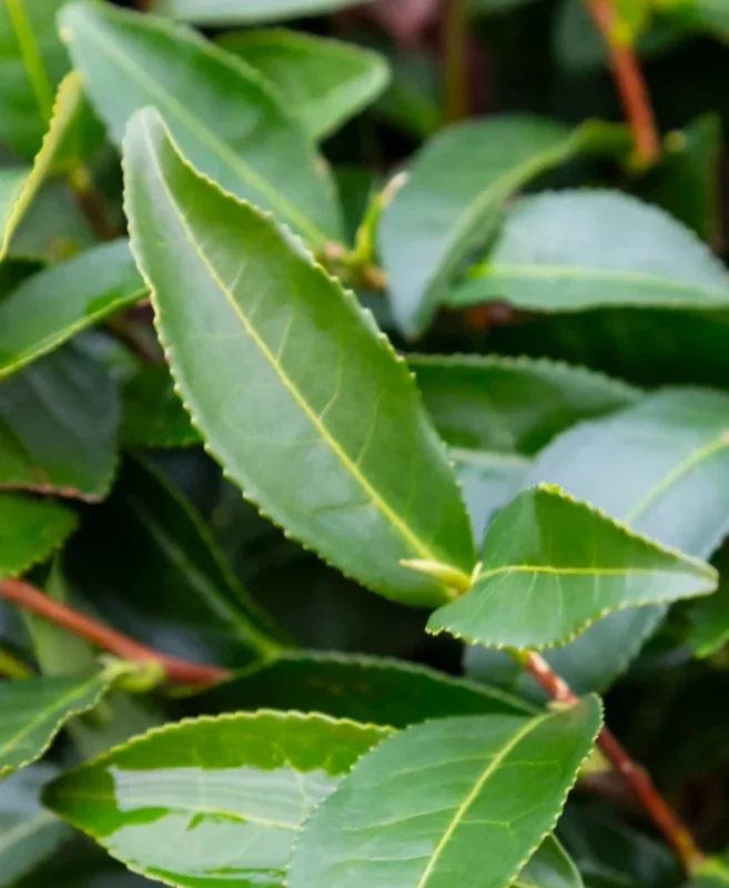 Camellia Sinensis Live Plant, 3-6" Tall, Outdoor Tea Garden Bush - Image 6