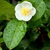 Camellia Sinensis Live Plant, 3-6" Tall, Outdoor Tea Garden Bush - Image 1