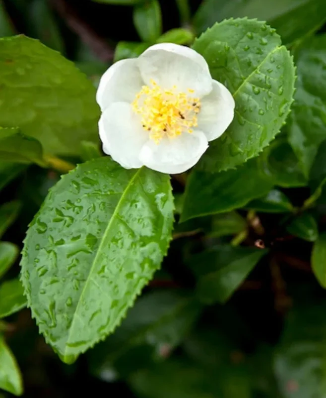 Camellia Sinensis Live Plant, 3-6" Tall, Outdoor Tea Garden Bush - Image 1