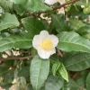 Camellia Sinensis Live Plant – Green Tea Plant – 5-8 inches Tall – 6 inch Pot - Image 1