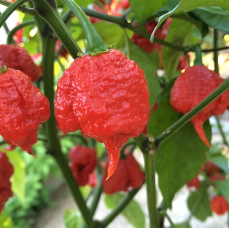 Carolina Reaper Live Plant – 1 Pot (2 Plants) – Super Hot Pepper – Outdoor - Image 2