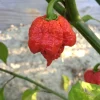 Carolina Reaper Live Plant – 1 Pot (2 Plants) – Super Hot Pepper – Outdoor - Image 1