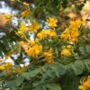 Cassia Butterfly Host Live Plant – 3–5" Tall – Outdoor Garden Ready - Image 1