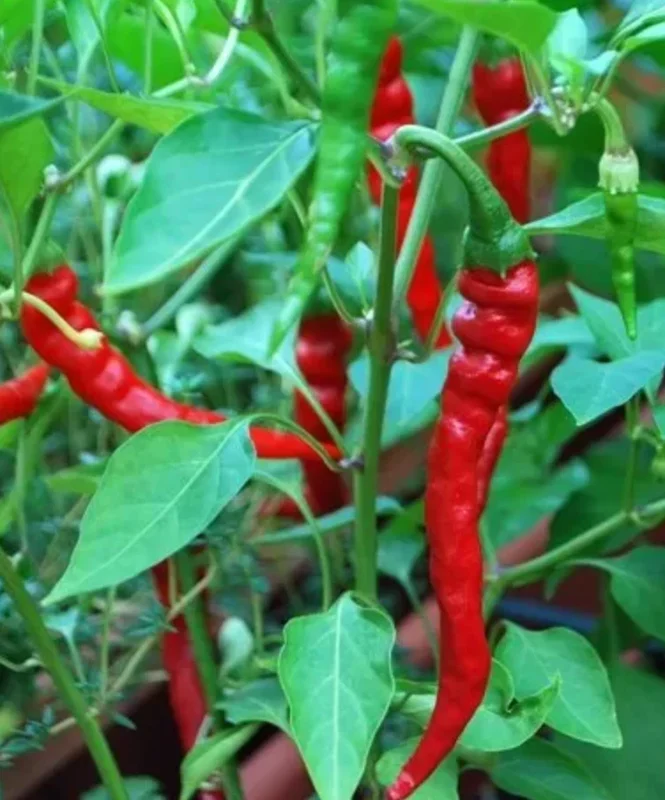 Cayenne Hot Pepper Live Plant – 2 Plants per Pot – Spicy Chili - Image 2