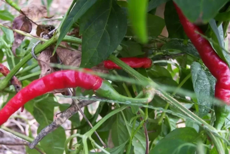 Cayenne Hot Pepper Live Plant – 2 Plants per Pot – Spicy Chili - Image 3