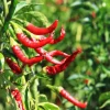 Cayenne Hot Pepper Live Plant – 2 Plants per Pot – Spicy Chili - Image 1